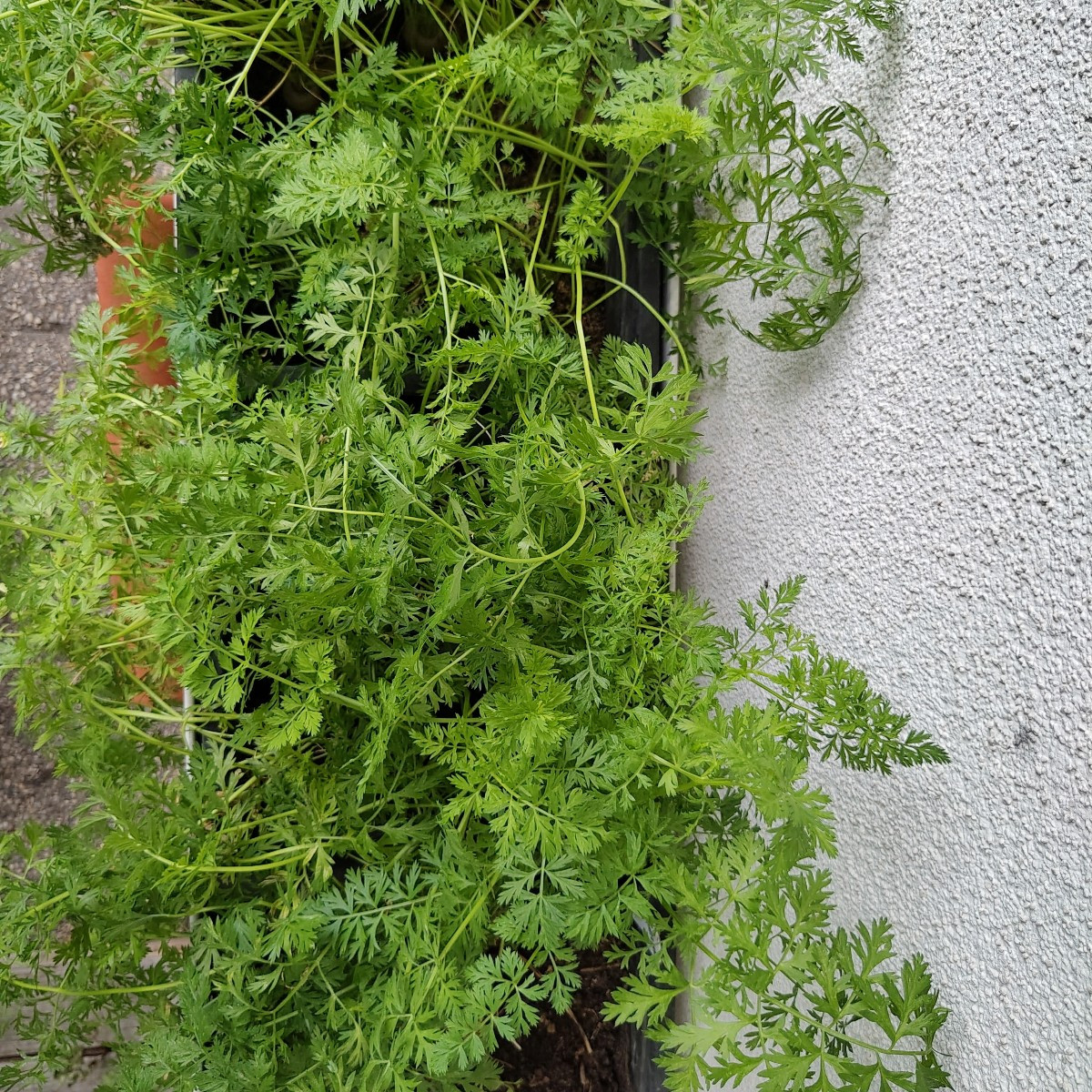 Zur Abwechslung von mir heute auch mal Gemüsefotos (ich musste unbedingt die Handykamera meines neuen Fairphones auspro…