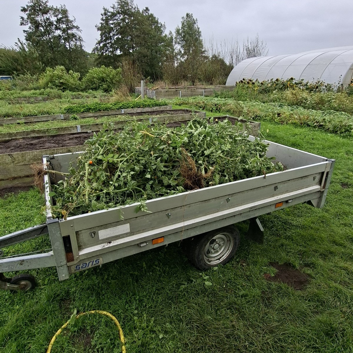 Heute wurde in Folientunnel 3 die letzten Tomaten geerntet, die unreifen und überreifen entsorgt in die schwarze Tonne …