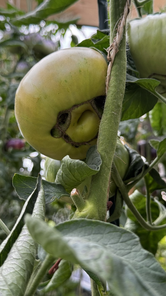 Ich wollte eigentlich Tomaten ernten … aber mein Garten produziert jetzt Halloween-Deko! 😂🎃🍅
