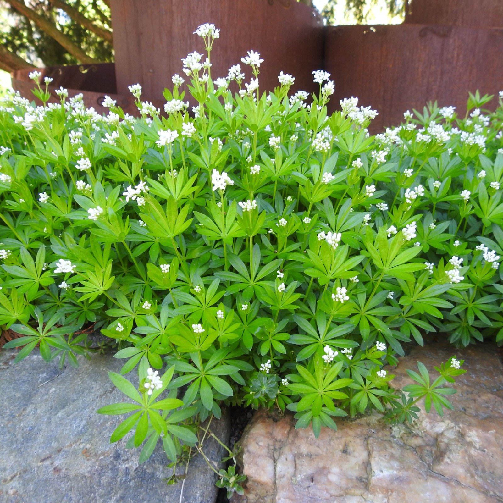 Waldmeister