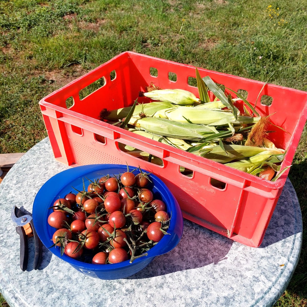 Heute habe ich 2,2 kg Tomaten und 2,8 kg (enthüllten) Mais geerntet. Unsere Nachbarn und die Familie freuen sich. 😋
De…
