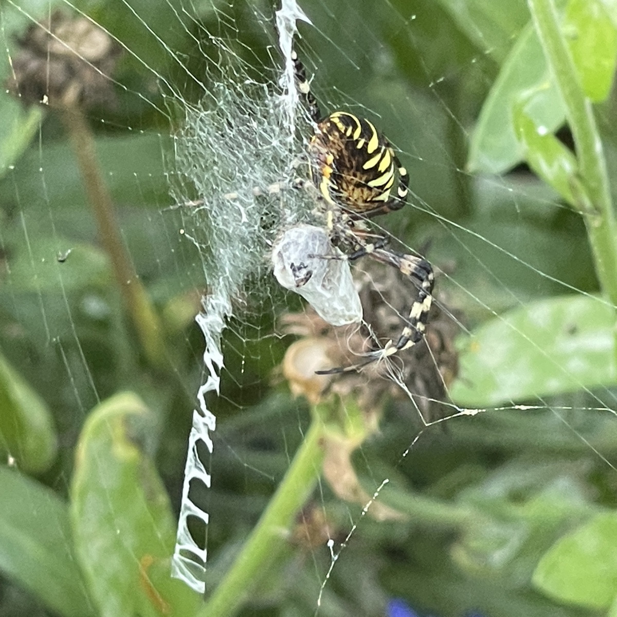 Wieder einen kleinen Besucher 🐝🕷️im Komposter entdeckt… beim Dinner… es gab wohl Honigbiene 🫣… für uns gab es Zucchin…