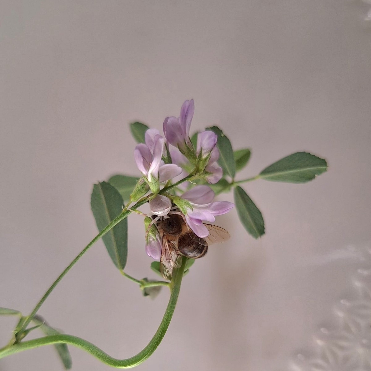 Manchmal sehe ich tote Bienen auf einer Blüte, aber wenn ich genauer hinschaue, entdecke ich eine getarnte Spinne, die …