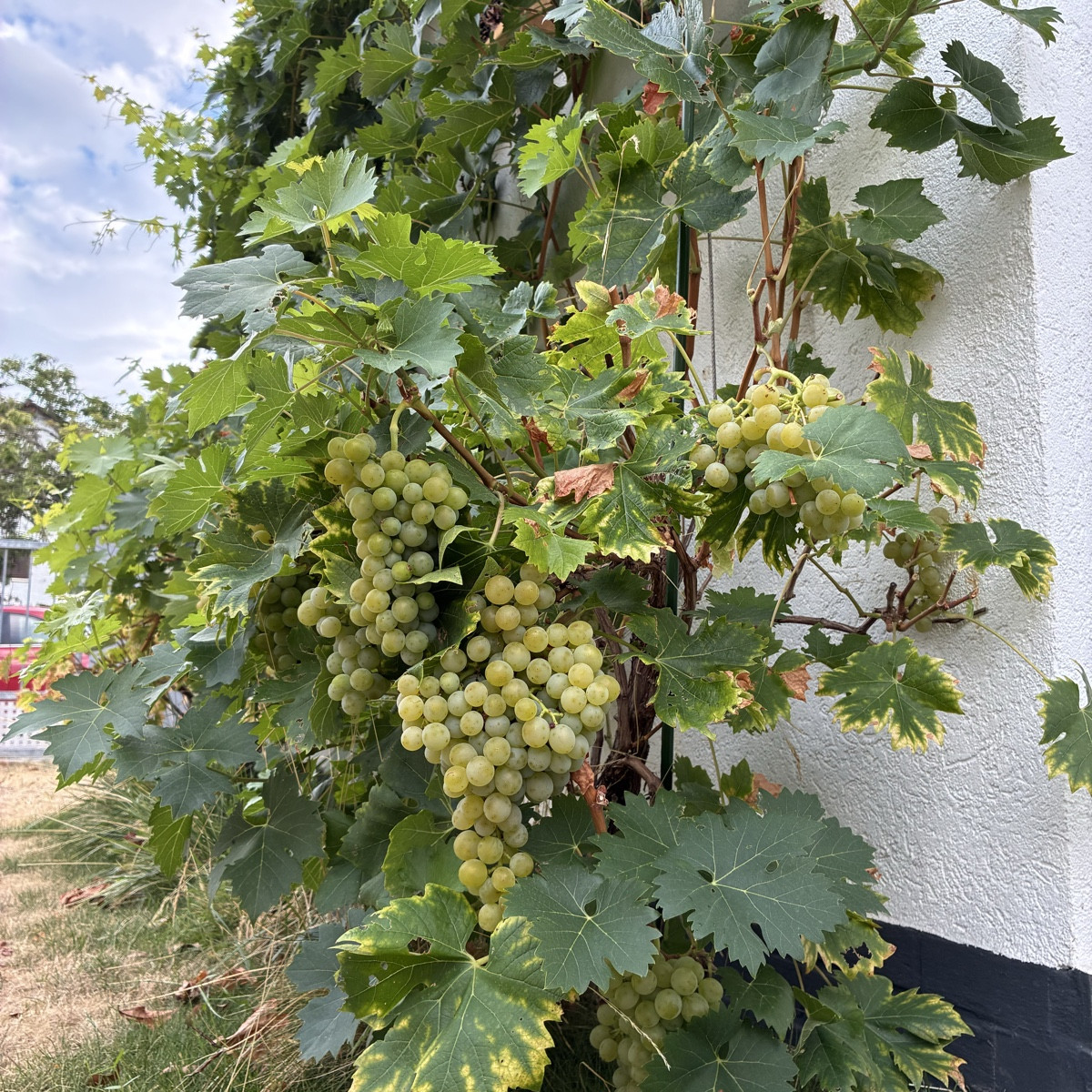 Kleiner Rundgang zu dem was hier gedeiht.
Bild 1+2 ein einzige Tomatenpflanze, die fast das Beet in Beschlag nimmt.
Bil…