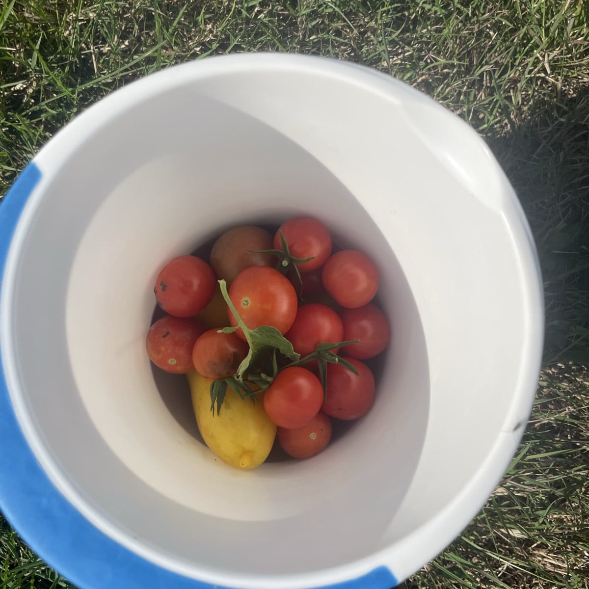 #Tomaten im Freiland-Jungle! Ich hatte im Frühjahr schon eimerweise ausgegeizt... und es sind viele Überraschungen, den…