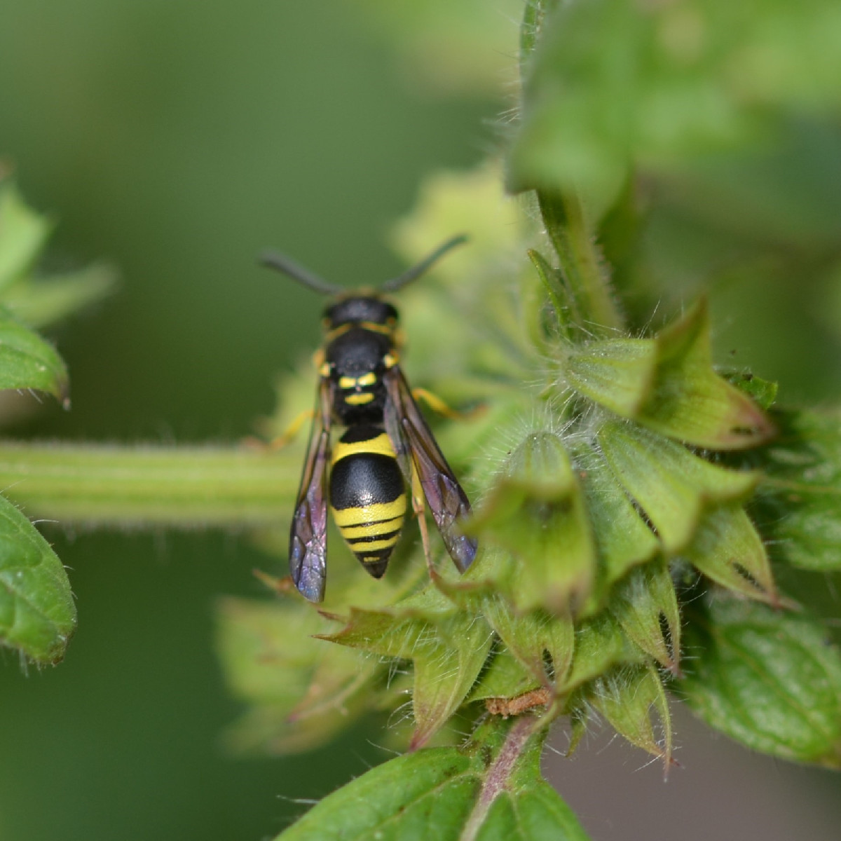 Seit Tagen beobachte ich dieses Wollbienen-Männchen (Foto 1 und 2), das unermüdlich um ein üppiges Purpur-Leinkraut Pat…