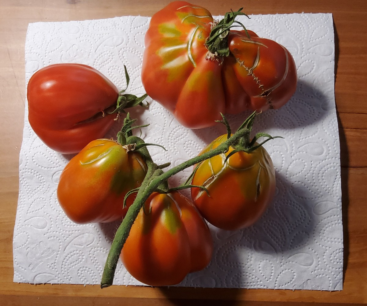 ...Heute mal ein bißchen Klugscheißerei zum Thema #Tomaten und Hitze:
...Tomatenpflanzen und die meisten anderen Pflanz…
