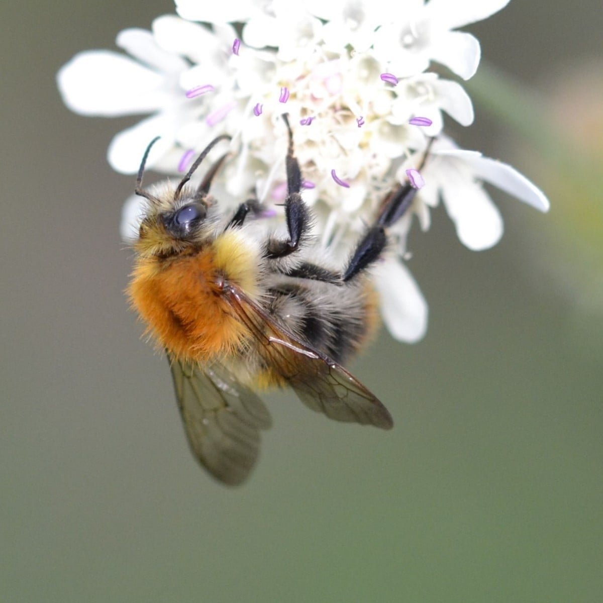 Ein paar Fotos aus den letzten Tagen: 1: die Ackerhummel, 2: eine Erdhummel, 3: der Purpurzünsler, 4: die Gemeine Weide…