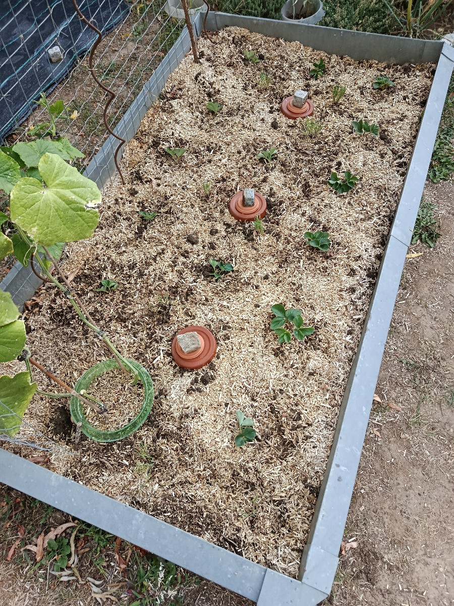 Meine vier Sonnenblumen fangen an zu blühen. 🥰 Das neue Erdbeerbeet habe ich heute bepflanzt in Mischkultur mit Schnit…
