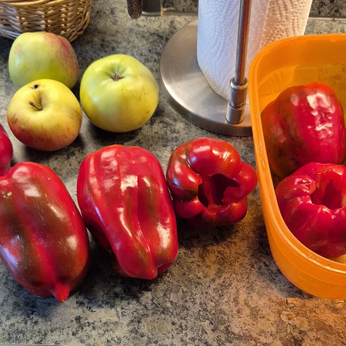 Mein Freiland-Paprika macht mir dieses Jahr richtig Freude. Viele Schoten, groß und aromatisch.