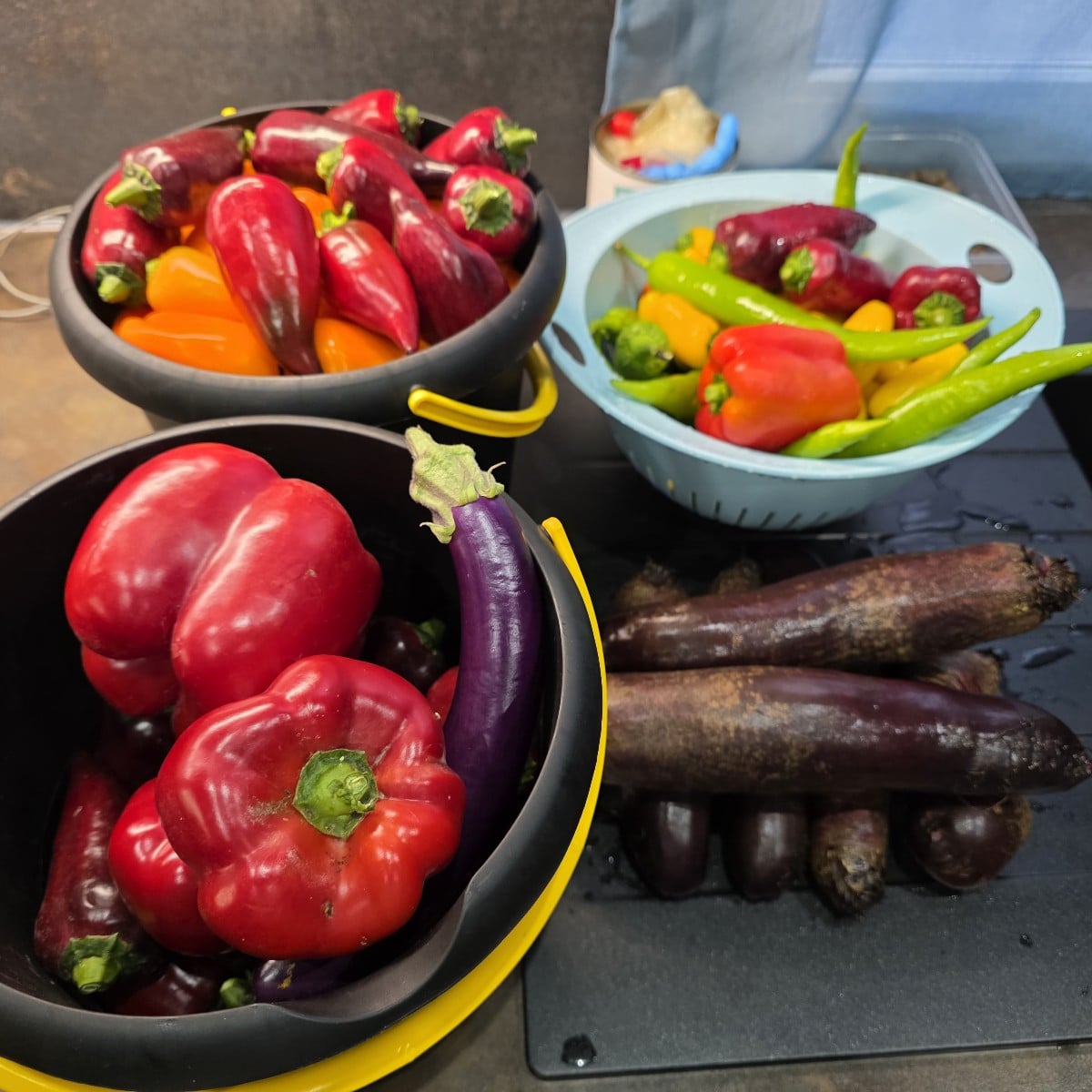 Wieder mal Paprika und rote Bete gesammelt.
3 neue Sorten Chili,  leider sind die dieses Jahr sehr spät reif. 
Aus dene…