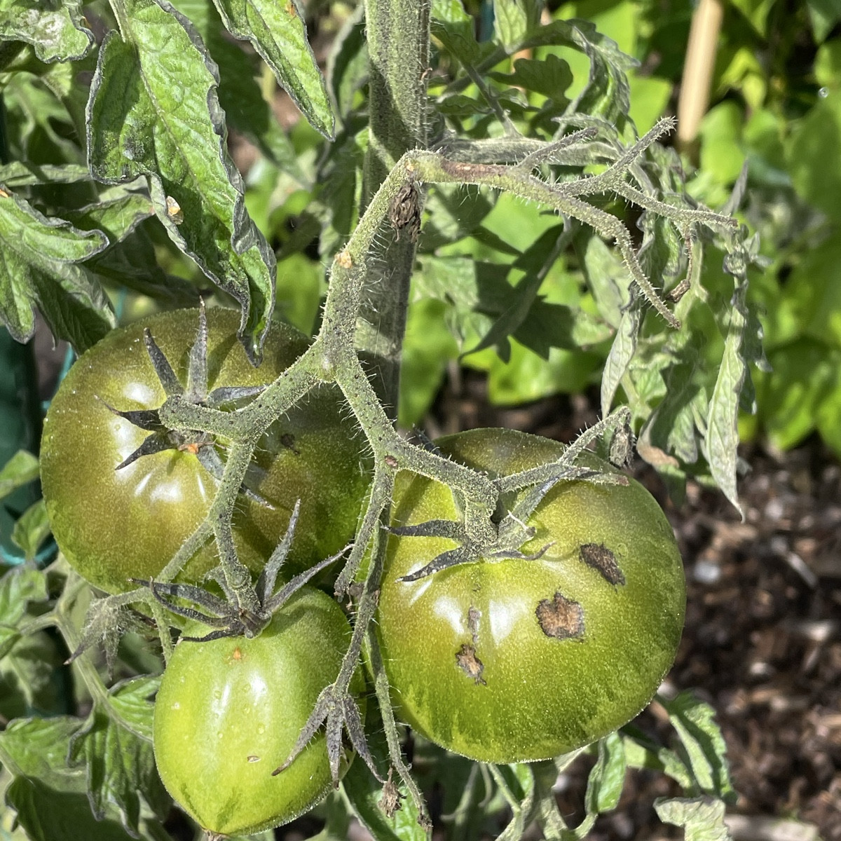 Was können meine Freilandtomaten haben (Sorten: RAF und Harzfeuer), das sie solche braunen Punkte bekommen?