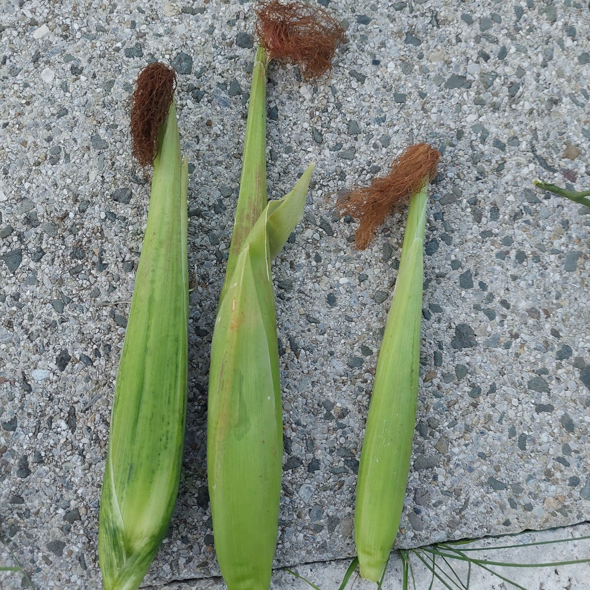 Garten am Dienstag nach der Arbeit. 
Die Sonnenhüte blühen die zweite Runde, nachdem die erste verdorrt ist.
Die Cosmee…