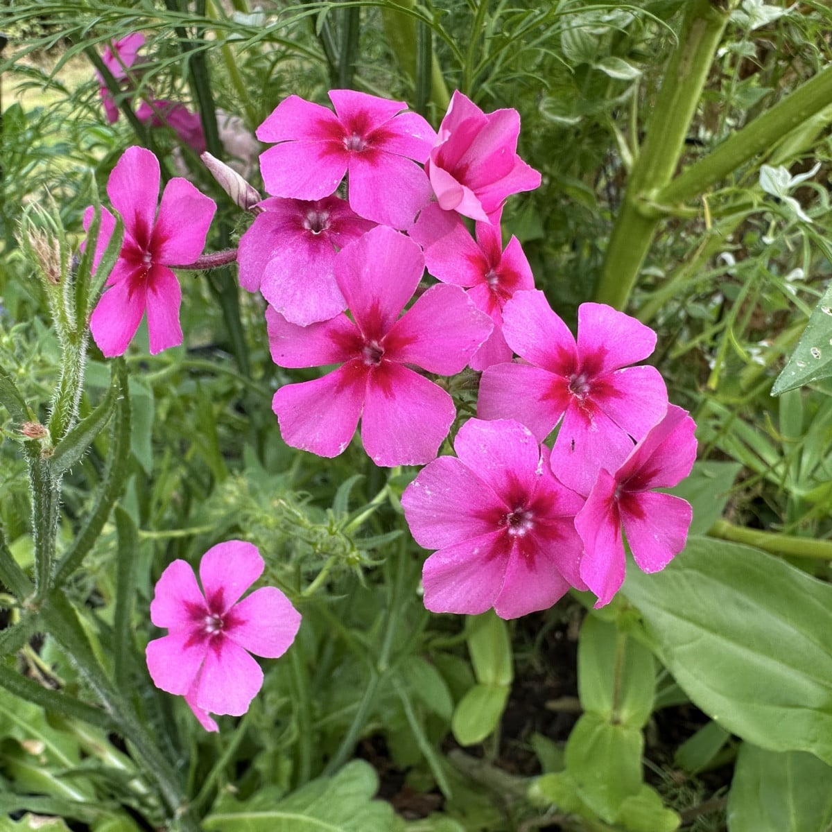 Phlox