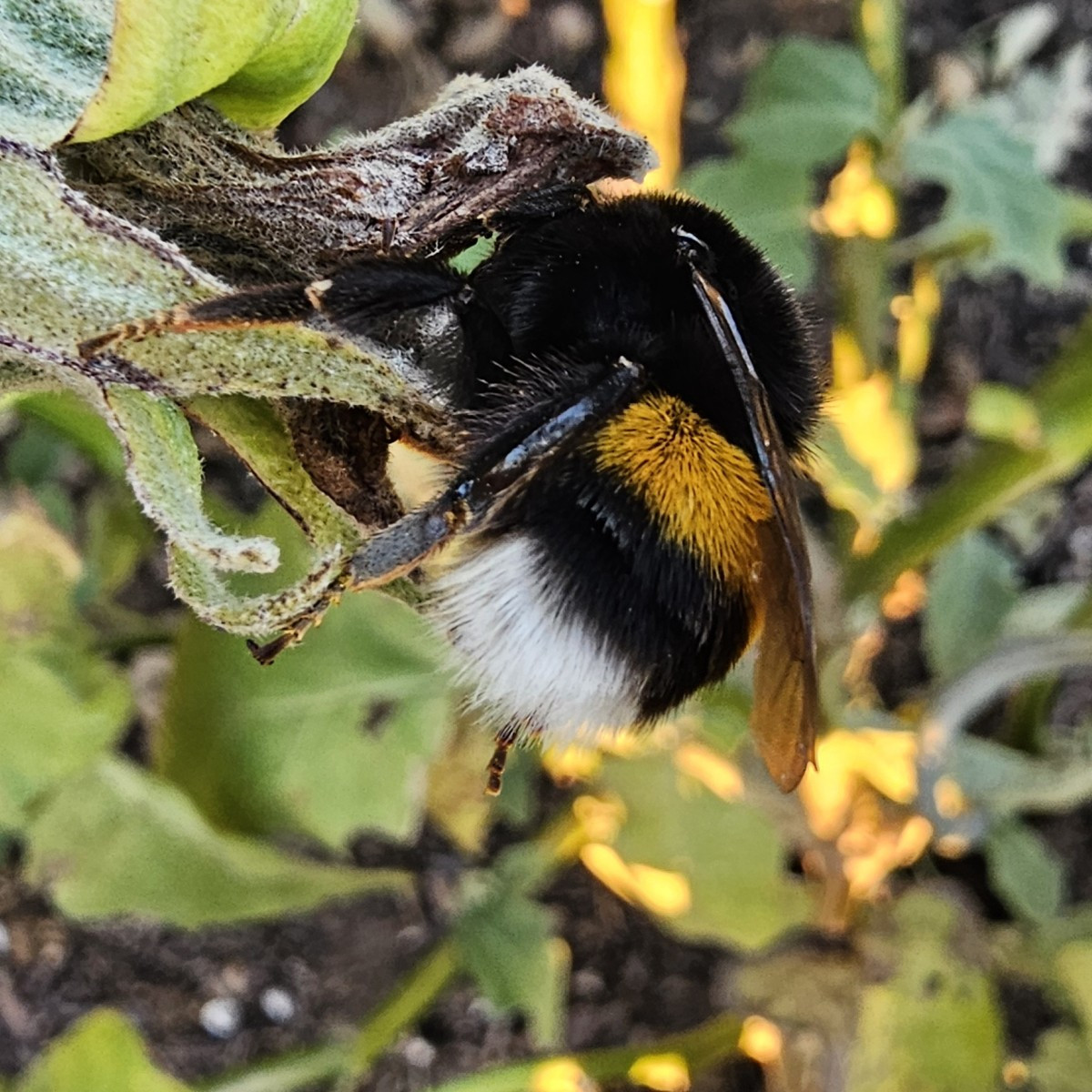 Gestern habe ich diese Berta gefunden. Bisher der größte der Hummel-Familie. Die steckte fest in der vertrockneten Aube…