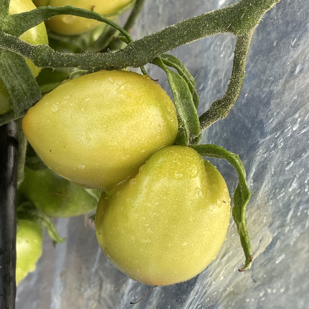 #tomatenliebe #siamesisch

Die 🍅 @quadro-21719  ist die verrückteste Tomate, die ich je hatte. Aus den Rispen wachsen …