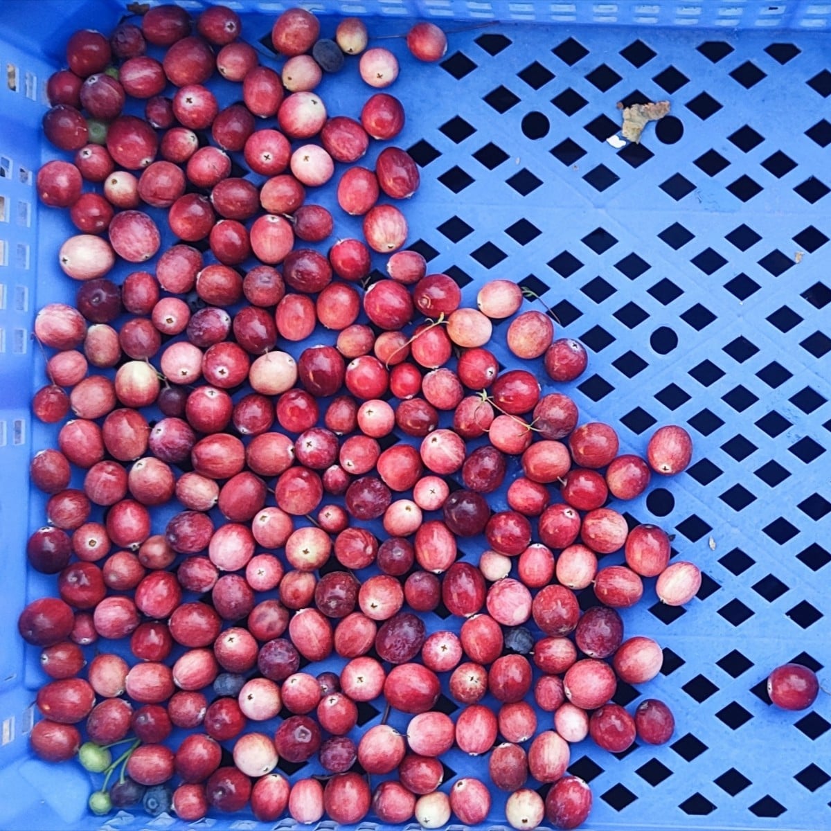 ...Cranberries als Bodendecker zu den Heidelbeeren im Kübel zu pflanzen, sei gut, heißt es🤷 
in einem Kübel wuchern di…