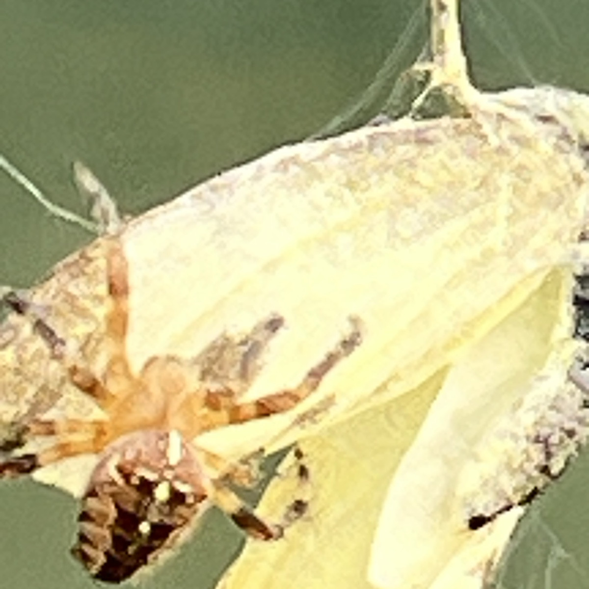 In Windeseile hat diese Spinne ihr Opfer, einen Kohlweißling, eingewickelt. 