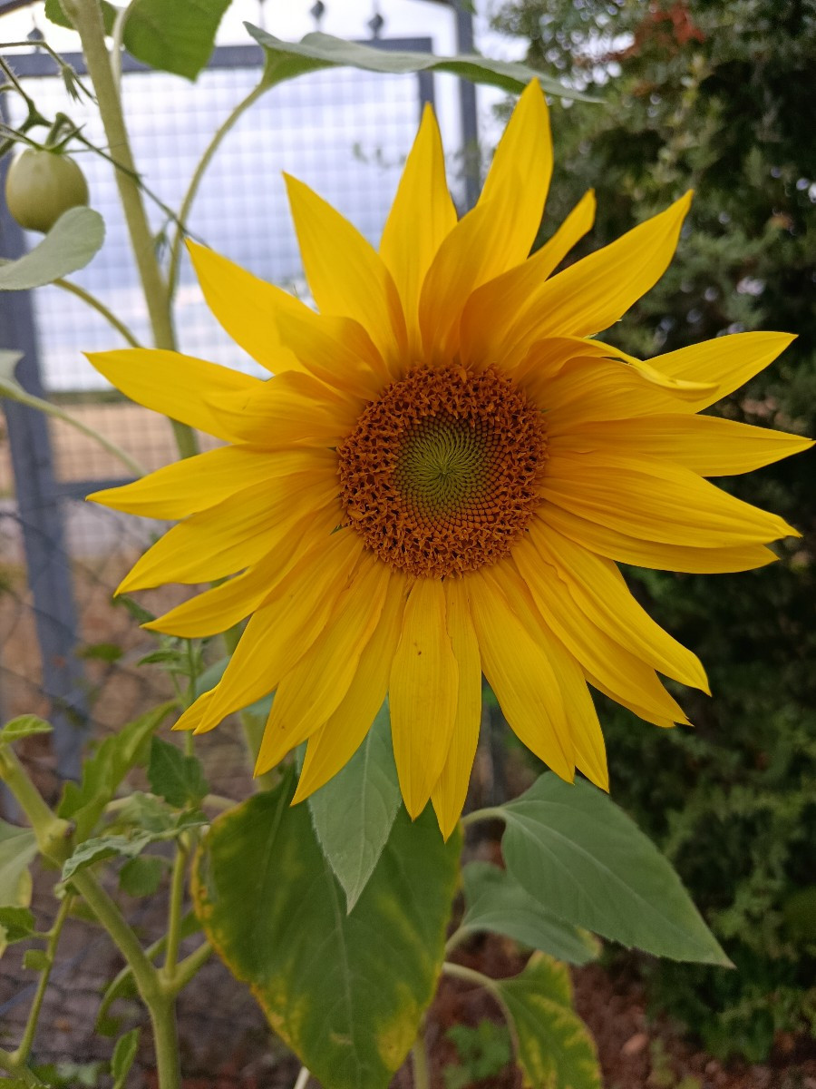 Meine vier Sonnenblumen fangen an zu blühen. 🥰 Das neue Erdbeerbeet habe ich heute bepflanzt in Mischkultur mit Schnit…