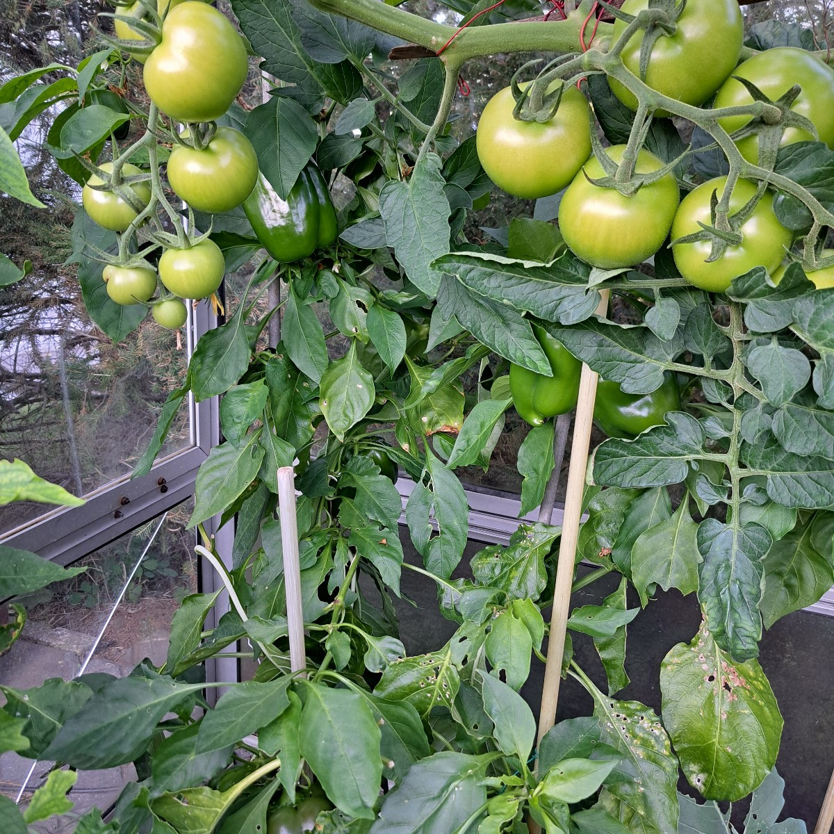 Bei uns war ist es in der letzten Nacht 0 bis -1⁰ Paprika und Tomaten haben das ohne Probleme überstanden 😃 Foto 1/2
D…