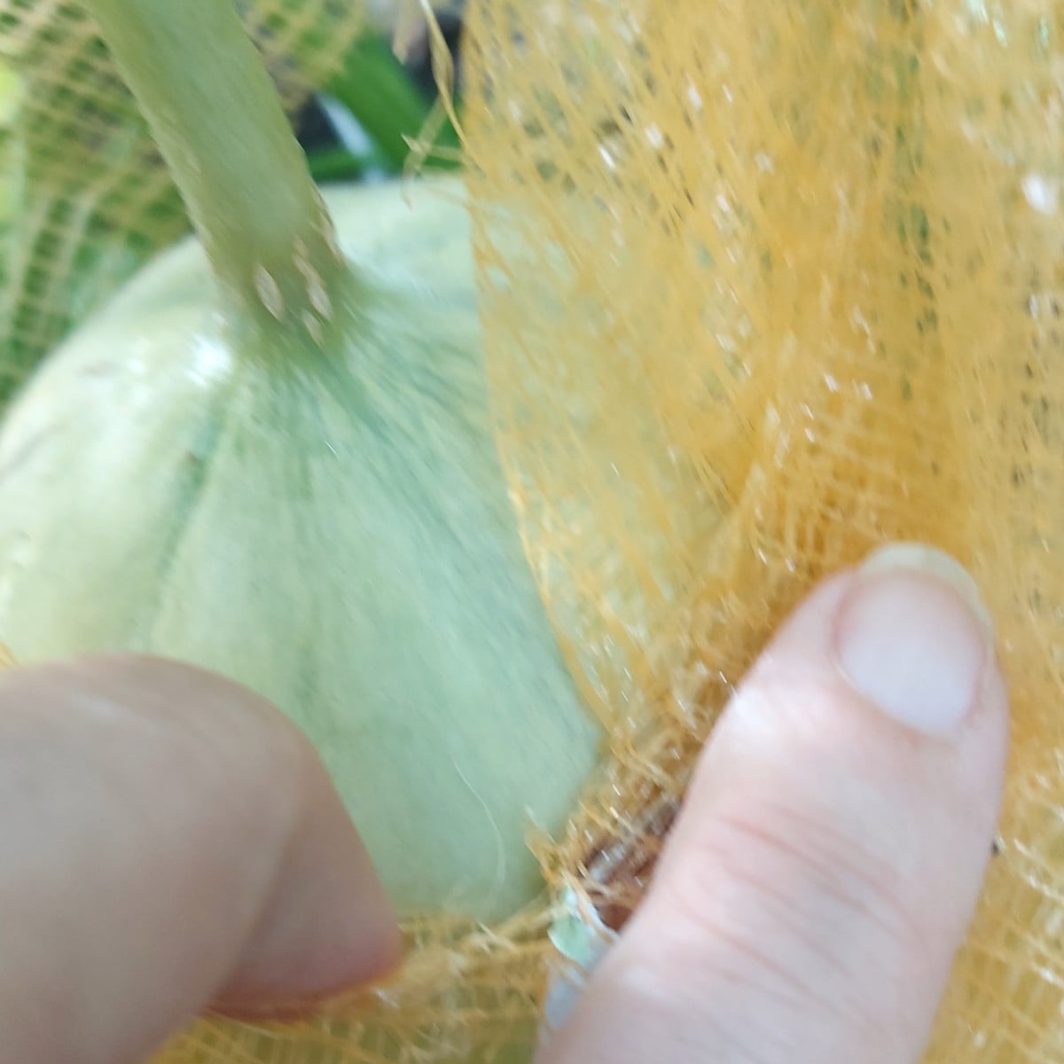 Frage an die Melonenexperten. Meine erste Melone ( Mangomelone) ist aufgeplatzt aber noch nicht reif. Was soll ich mach…