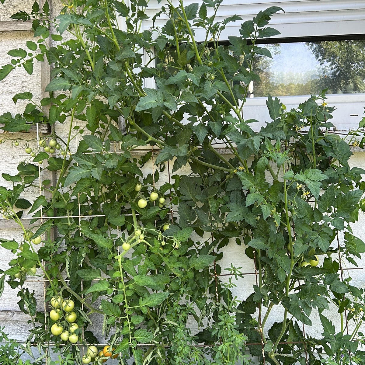 Meine Tomaten, die an der Bewässerung hängen, fühlen sich beim diesjährigen Wetter so richtig wohl. Normalerweise kämpf…