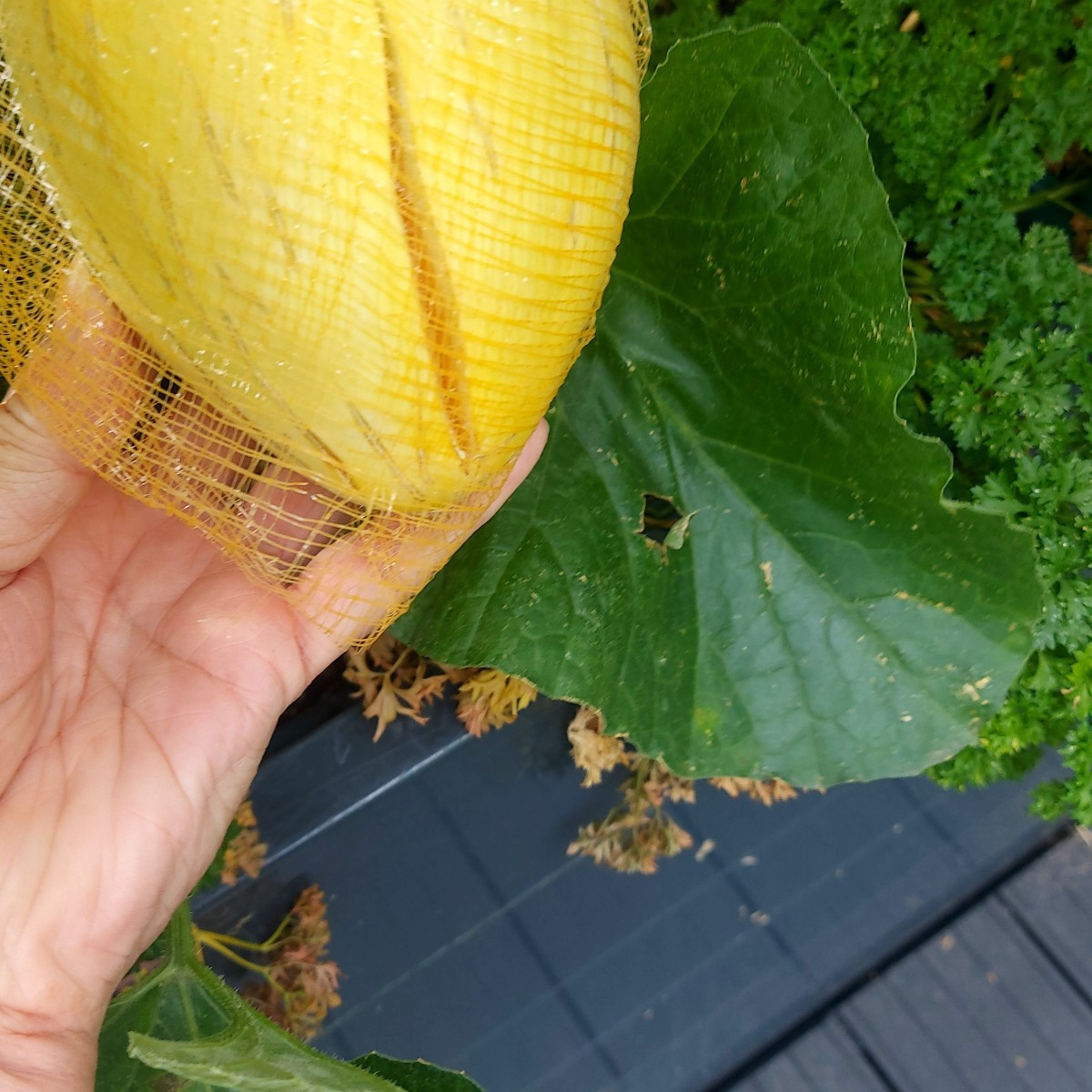 Frage an die Melonenexperten. Meine erste Melone ( Mangomelone) ist aufgeplatzt aber noch nicht reif. Was soll ich mach…