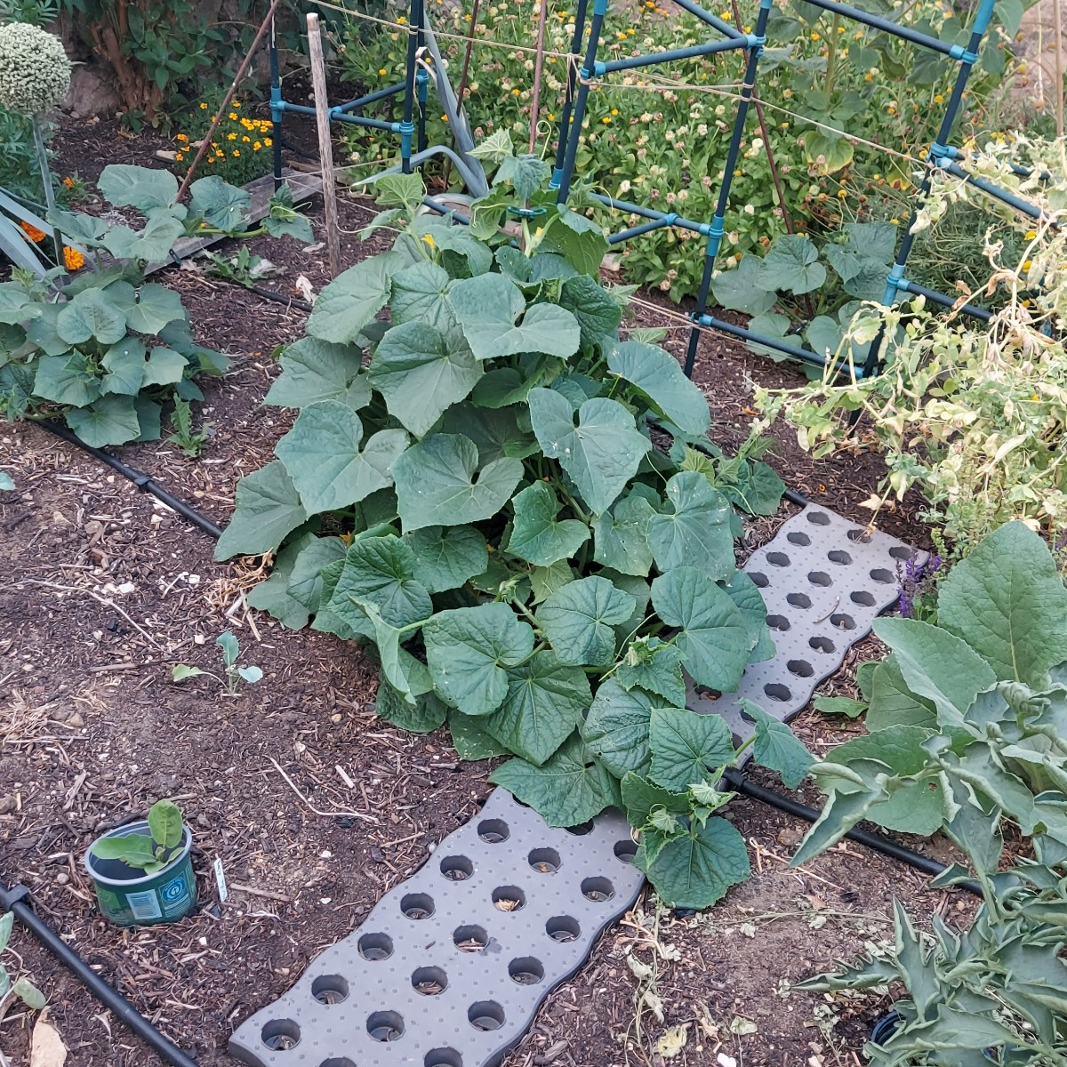 Heute die erste große Ernte reingeholt. Meine ersten Zucchini dieses Jahr 🥰
Einige Gurken hatten wir schon, sowie eine…