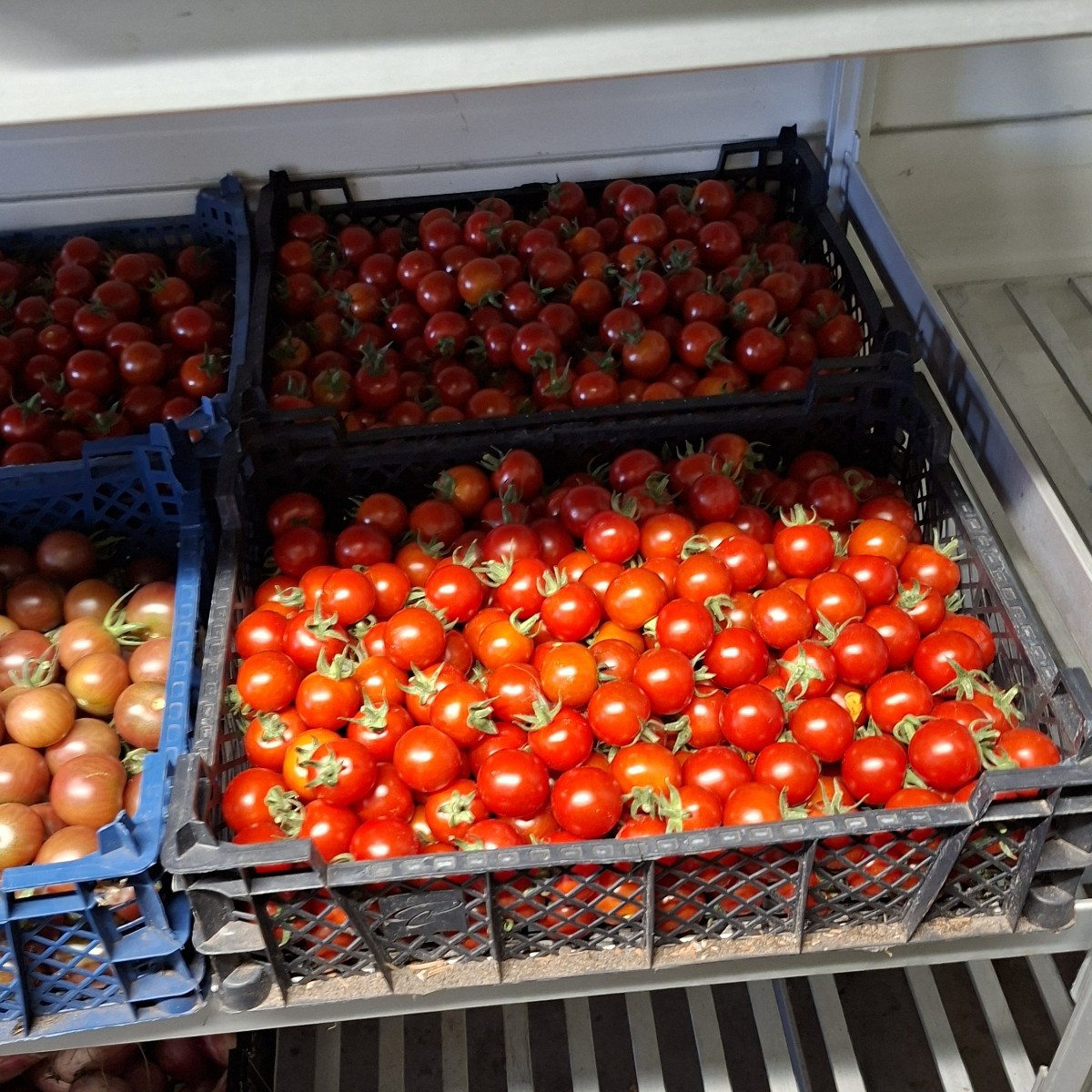 Unsere heutige tomatenernte