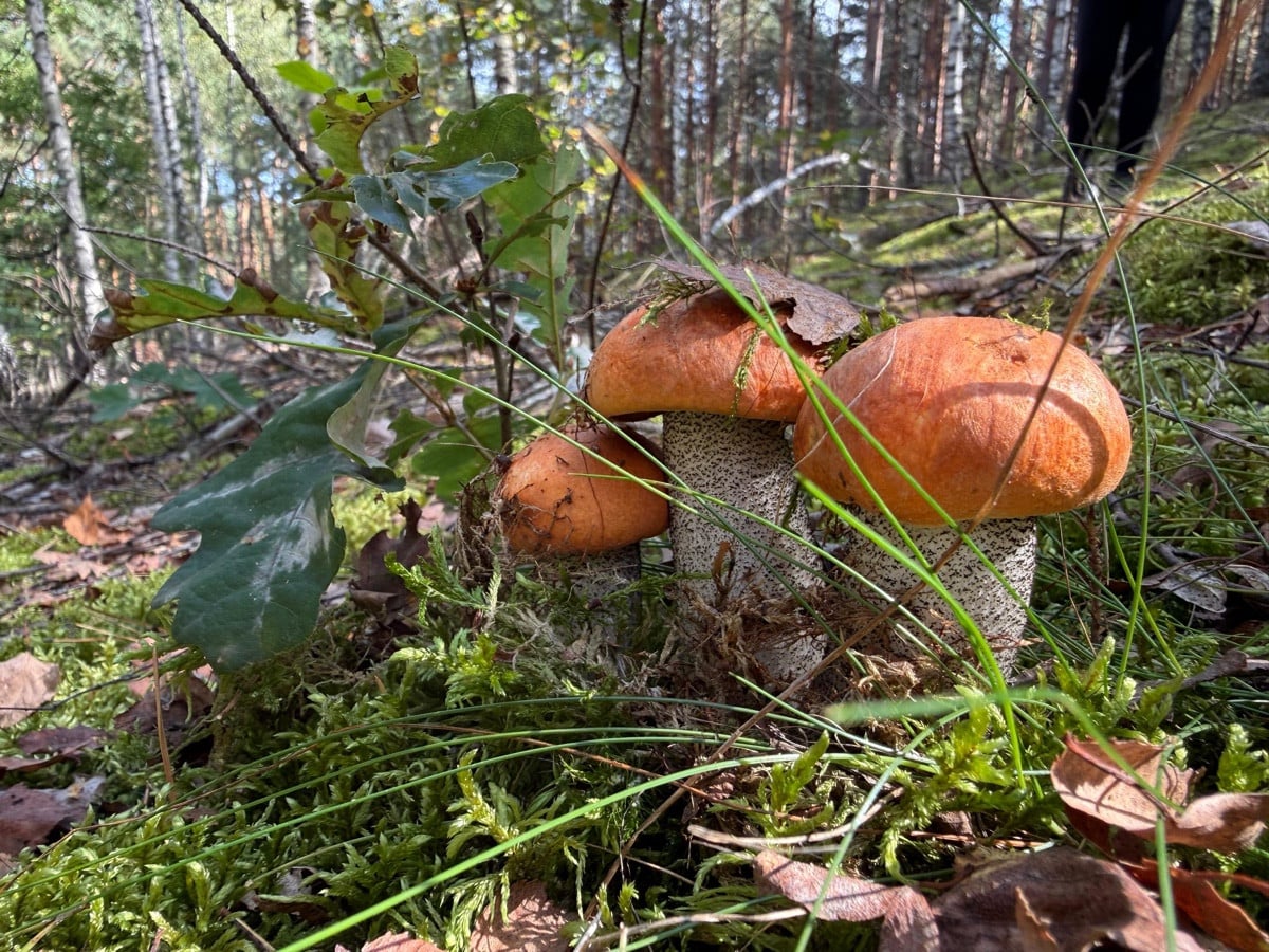 Pilzsafari - ich ernte und mein Mann fotografiert 🤭Sind die drei nicht bezaubernd? Das freut den Gaumen und das Auge. 