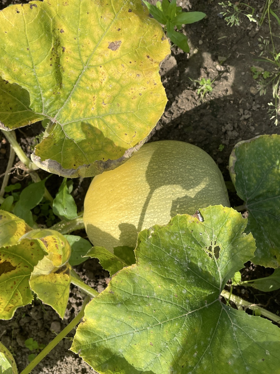 Schwiegermuttern hat verschiedene Kürbisse (?) ausgesät und keinen Plan, was wer ist. Nach ihrer Aussage sei ein „Delic…