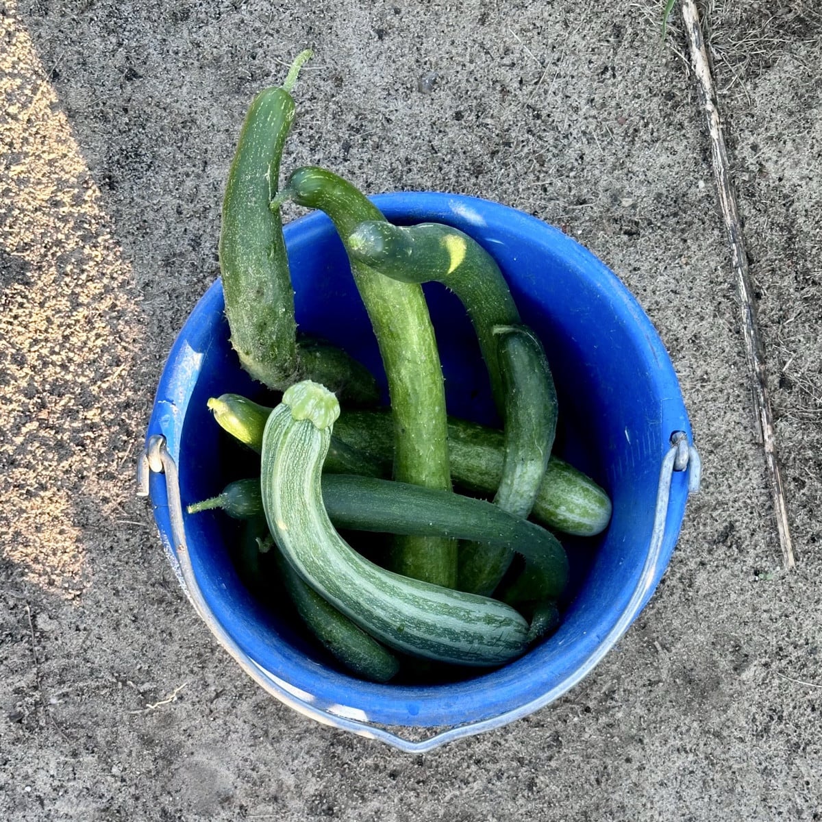 Bei mir schwemmt nur die Gurke 🥲 

Die einzige Zucchinipflanze, die ich lebend durchgebracht habe, müht sich redlich, …