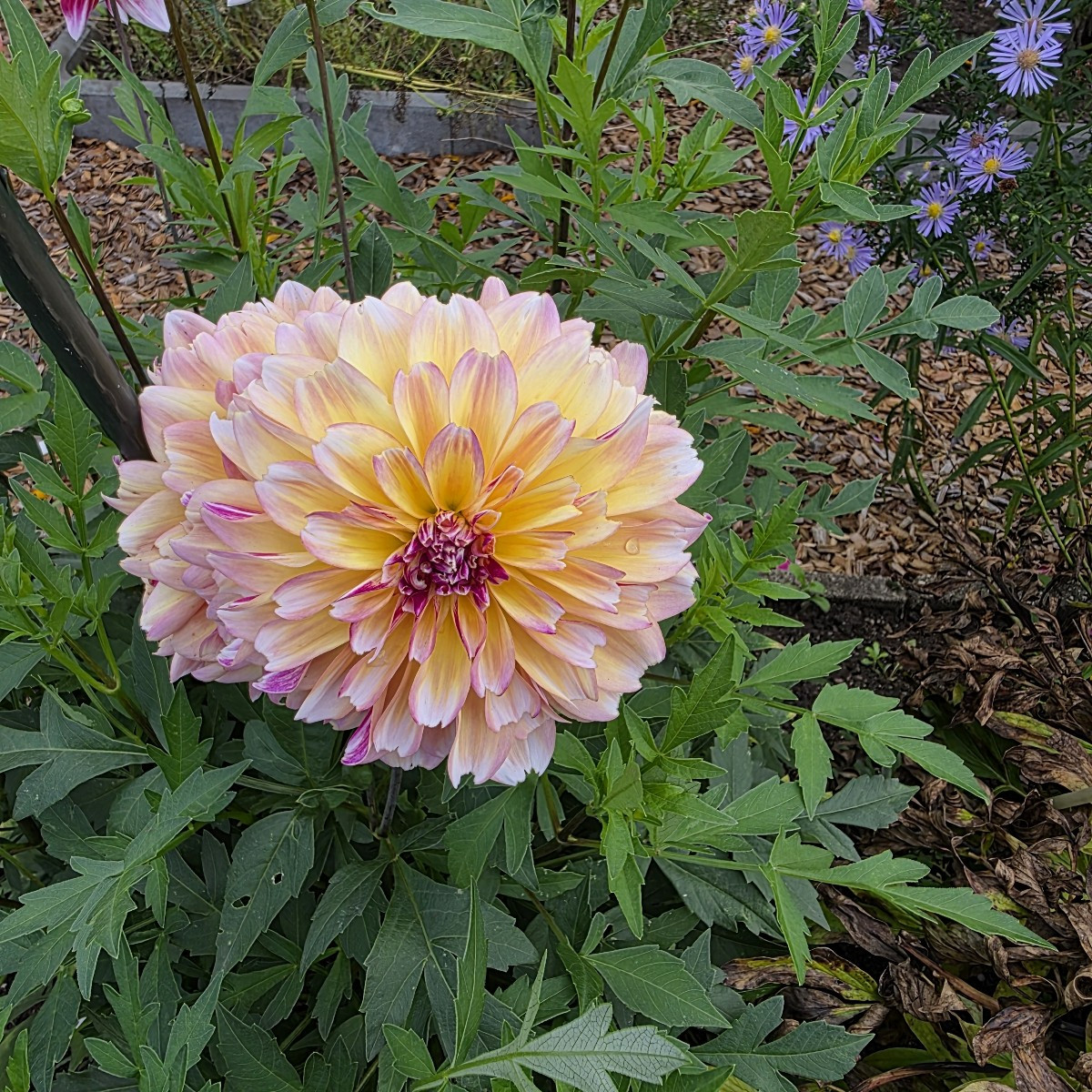 Unsere Dahlien blühen auch endlich. Dieses Jahr haben sie sich Zeit gelassen.
