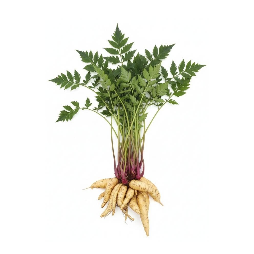 Arrak-Wurzeln / Arakachas