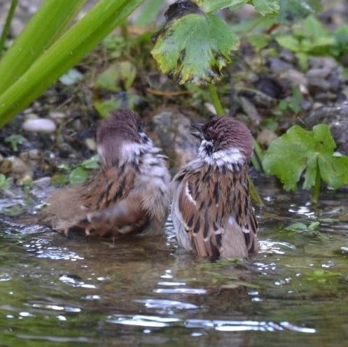 Wie gut, dass wir so eine große Vogelbadewanne haben 😁!
Zur Zeit sammeln sich die Starengeschwader. Und die, die bei u…