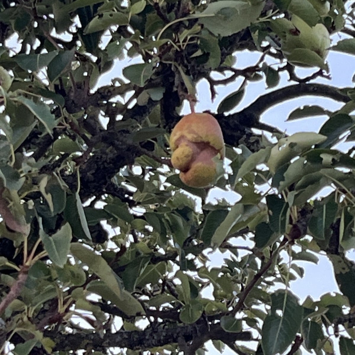 Sonntagabend-Grüße von Mr. Birnbaum an alle Gartenfreunde 😅