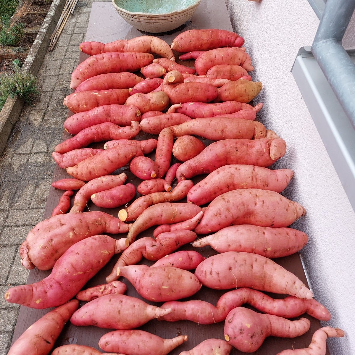 It turned out to be another good harvest.
In the end, we harvested 25 kg. 
