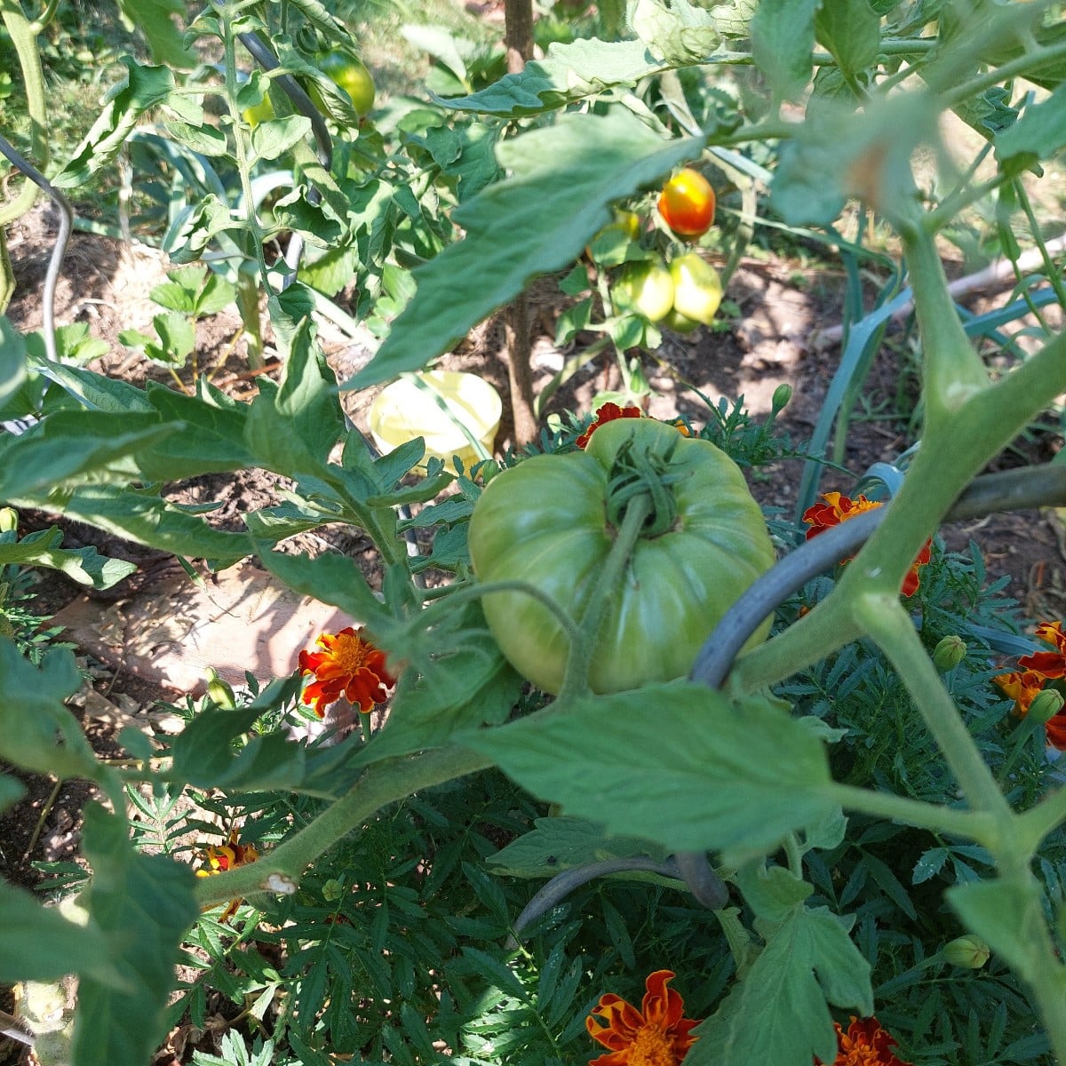 Ernte.
Und die erste farbige Paprika.
Ananas. Irgendwo ist auch Sgt. Peppers.
Wahrscheinlich Ratten klauen mir die reif…