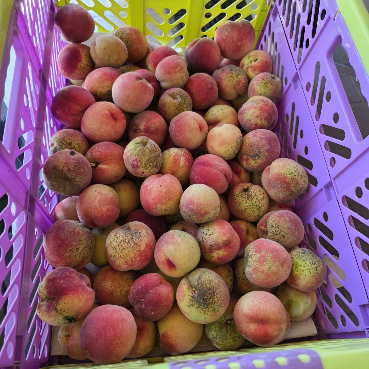 Heut morgen noch bissl geerntet. Die Nachbarn haben sich gefreut 