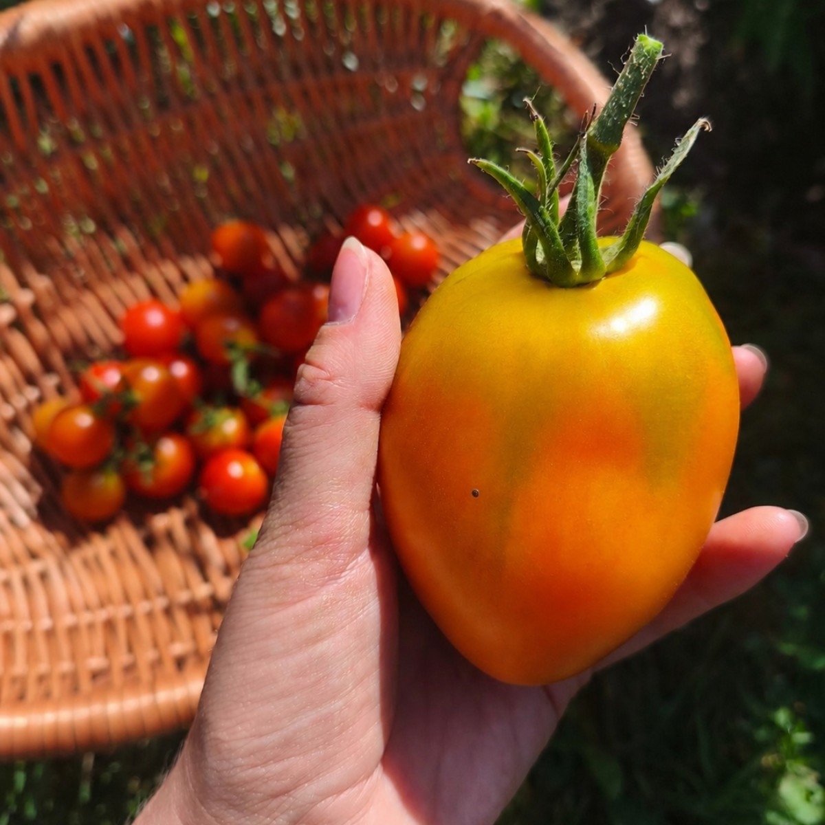 Hallo liebe Gartenfreunde 💚
@Gaja hatte mir letztes Jahr ein Samen Paket fertig gemacht mit verschiedenen Tomatensorte…