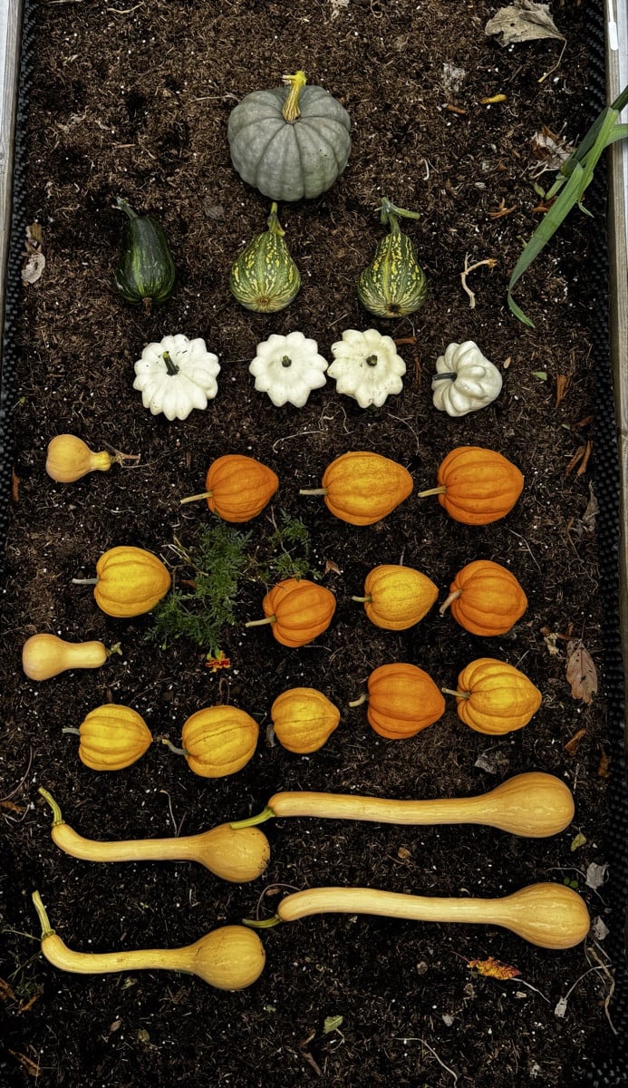 Gestern stand die Vorbereitung für unsere Knoblauch- und Zwiebelsaison an! Kürbisse und Bohnen wurden geerntet, etwas G…
