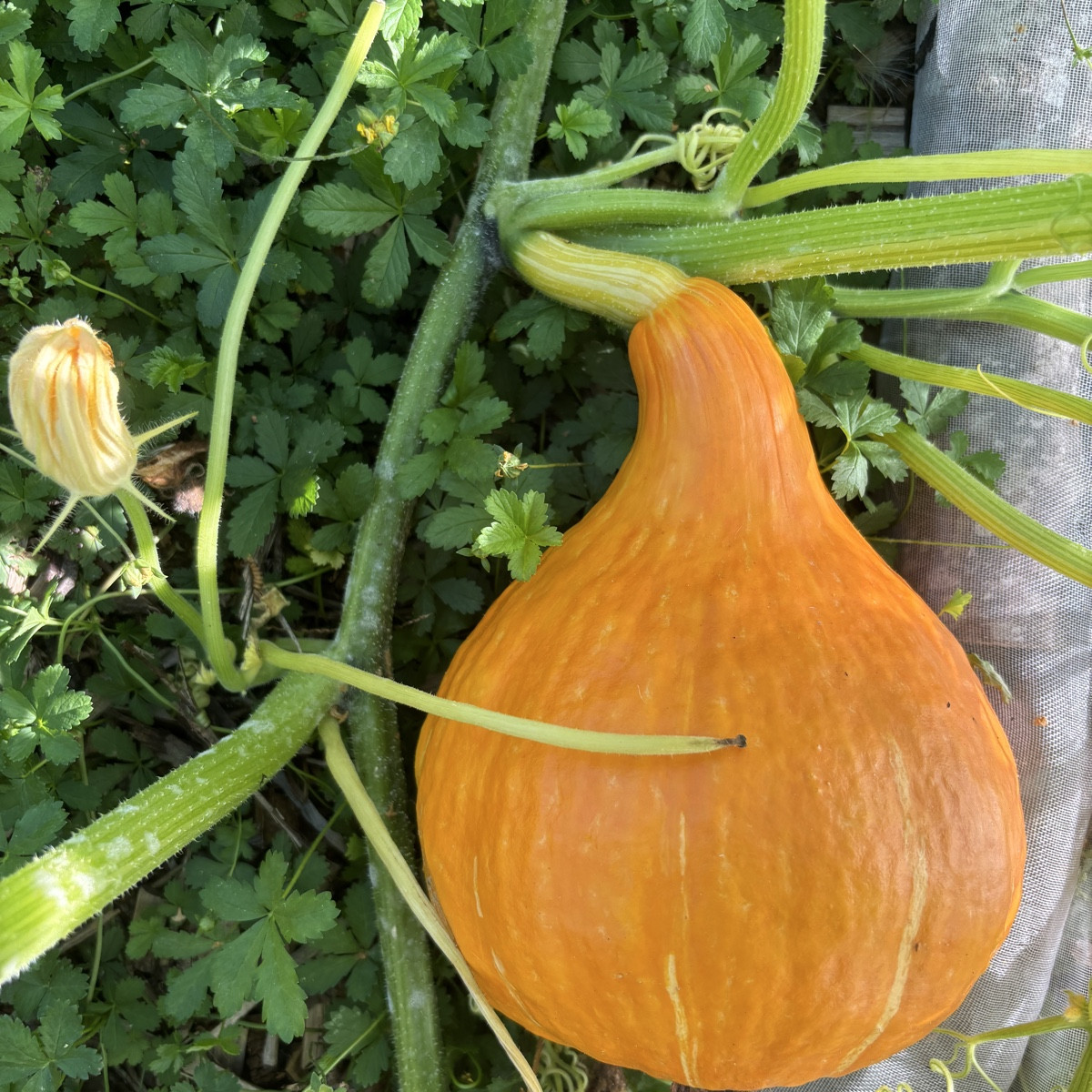 Hallo zusammen,

unser schöner Hokkaido Kürbis ist vom Mehltau befallen. 
Vielleicht ist hier ja ein Profi, der uns Tip…