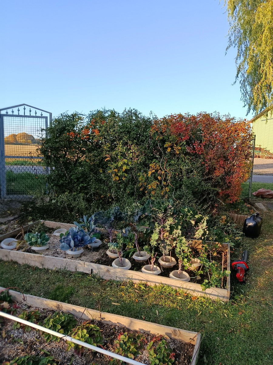 Heute war mal die Hecke dran. Feuerdorn ist echt übel zu schneiden. Am besten mit der Handastschere und die Dornen sind…
