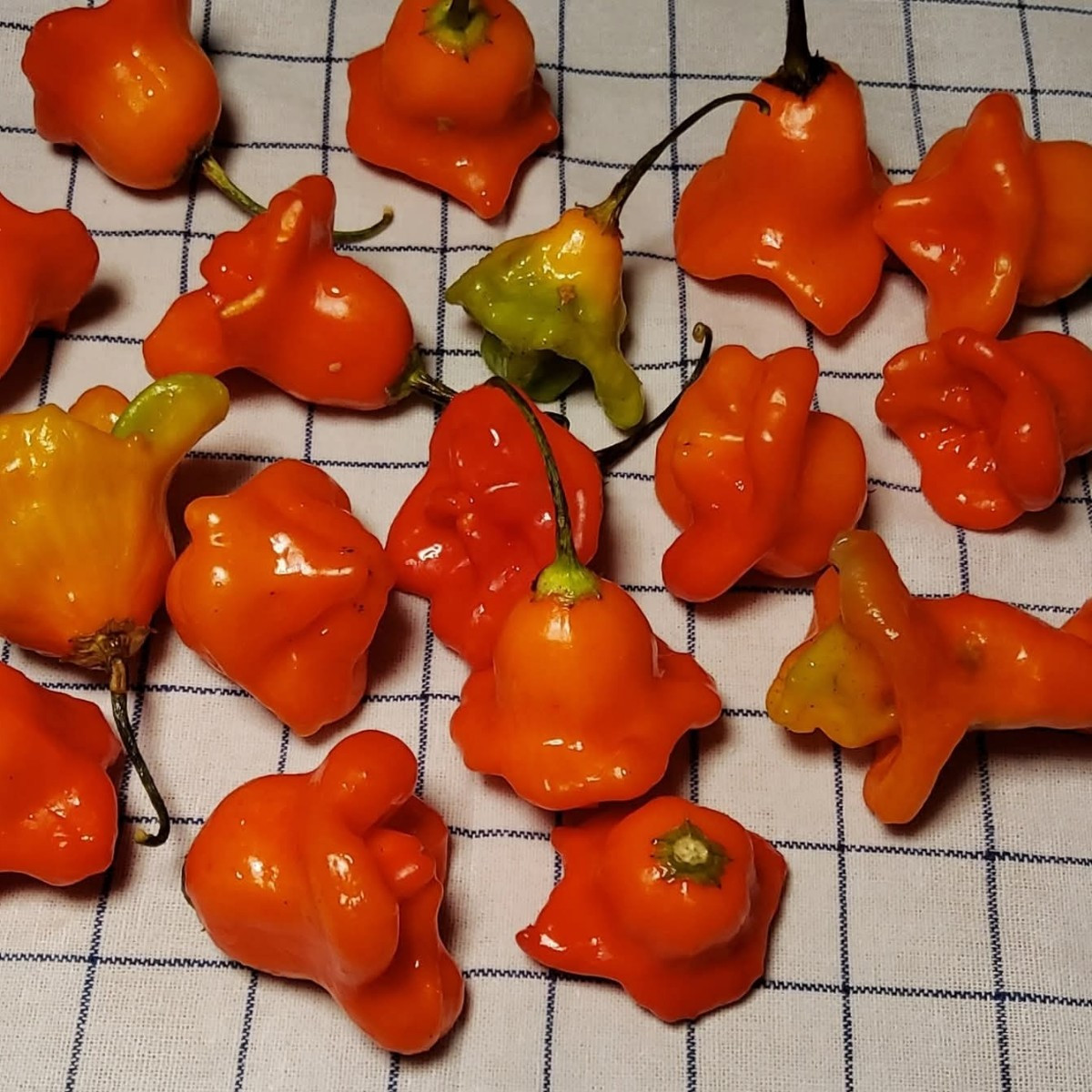  #Chiliverwertung #unreifeChiliverwerten
➡️ Sweet Chili Sauce...🔥🌶🔥🌶🔥🌶  ⬅️
Mein Rezept von 2025

▪︎Zutaten auf 1 kg …