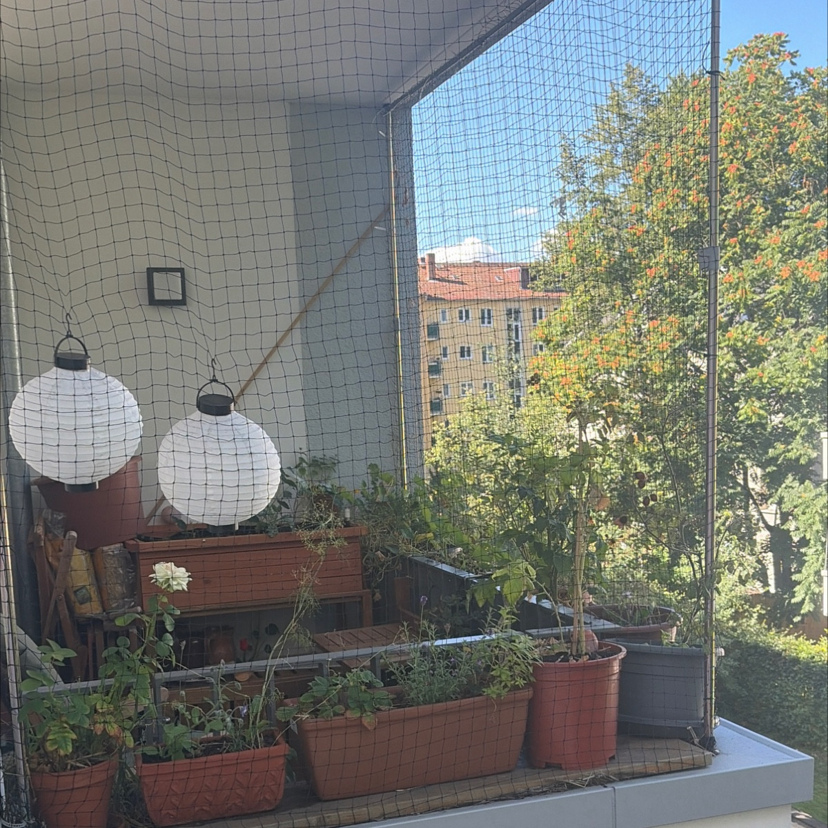 Perspektiven meiner Westbalkon pflanzen. Mein 3 Jahre alter Lavendel wird gelb 🥹 mein neuer wird buschig und blüht 
Me…