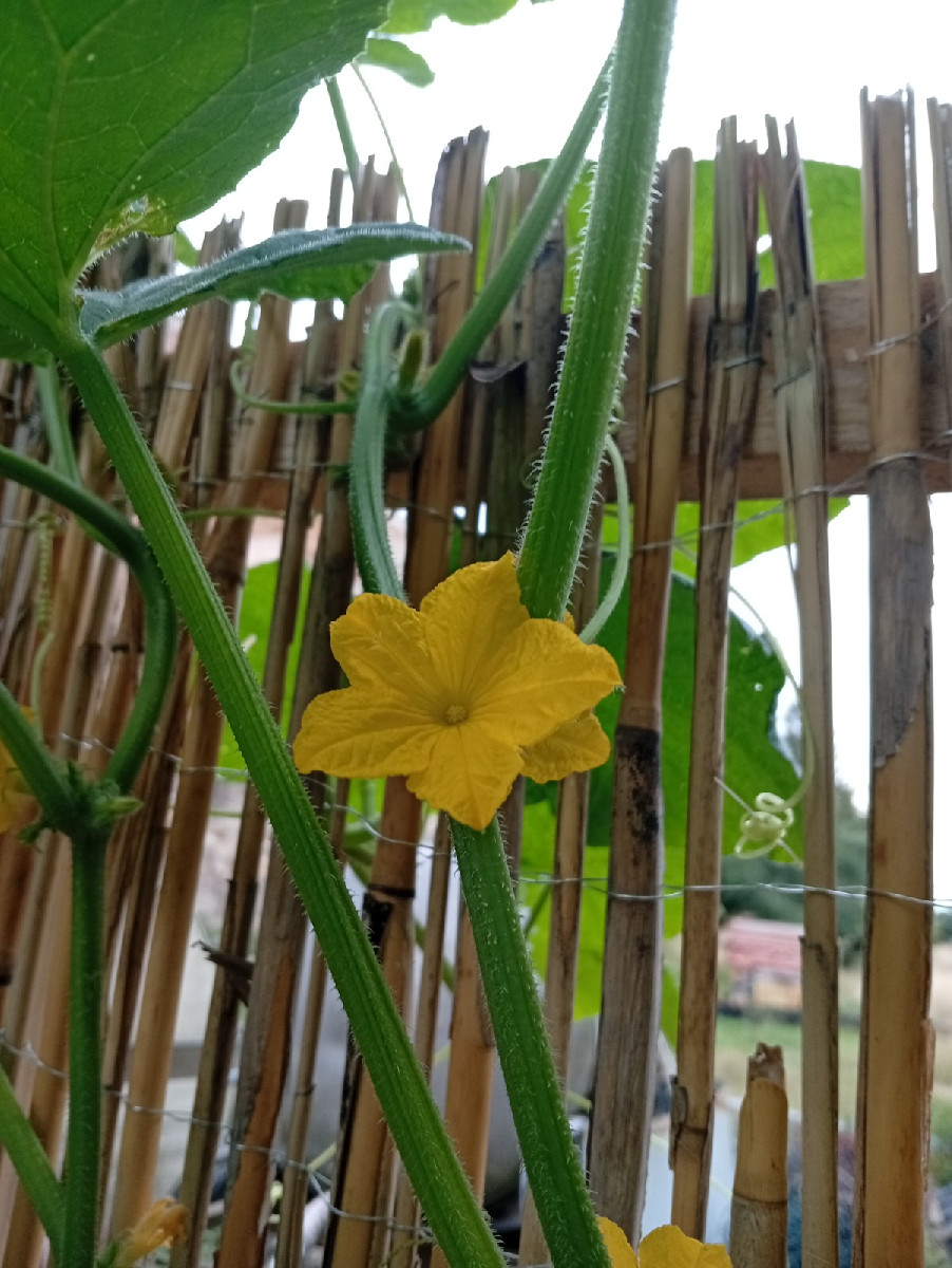 Nach getaner Arbeit hüpfte uns heute dieser Grasfrosch über den Weg. Zum Mittag gab es geschmorte Schlangenhaargurken m…