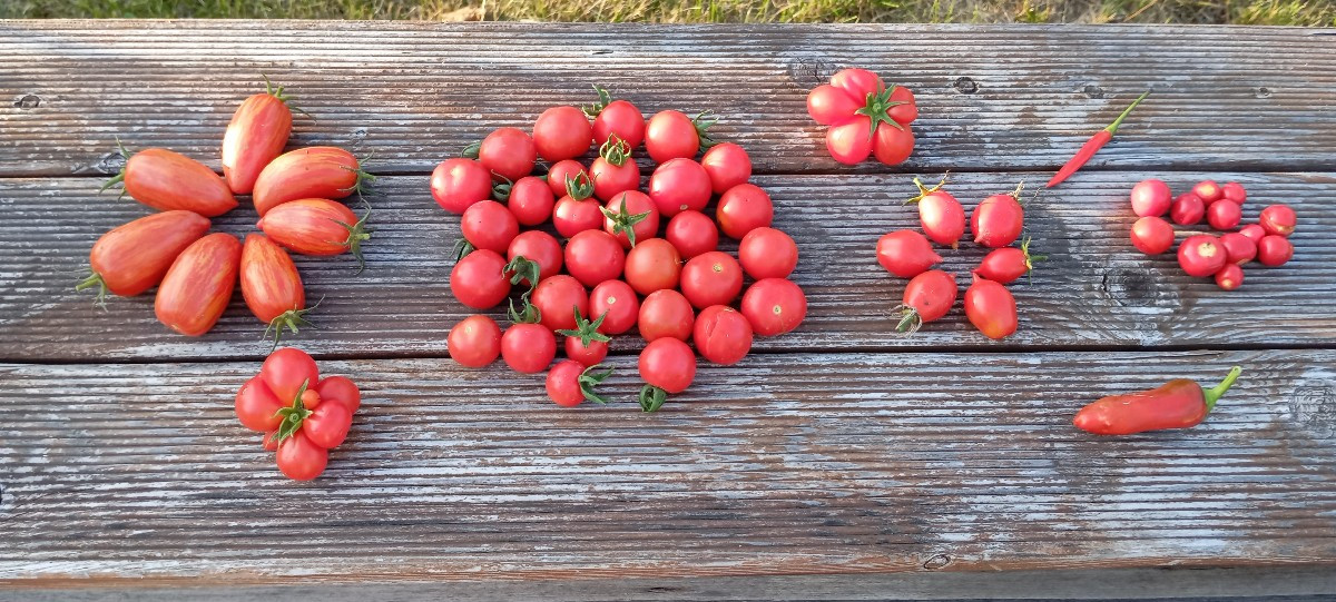 Heute mal alles rot aus dem Garten... 🍅🌶️
Die Litschitomaten schmecken mir richtig lecker, nur die Kerne stören etwas.…