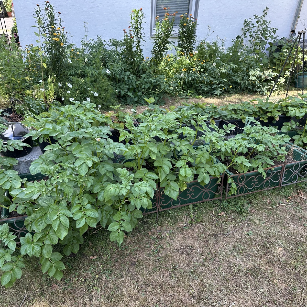 Genau das richtige Wetter für die Krat und Braunfäule 🙈 Ich konnte schon ein paar wenige Tomaten ernten. Hoffentlich h…