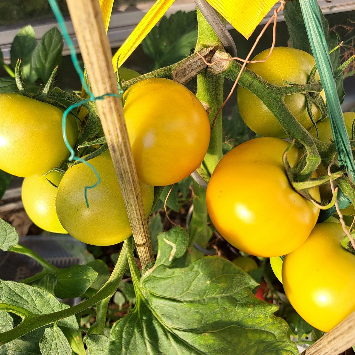 Hallo zusammen 😀 

Unsere Tomaten Pflanze hatte am Wochenende eine schwere OP an der doppel Rippe. Die Tomaten sind so…