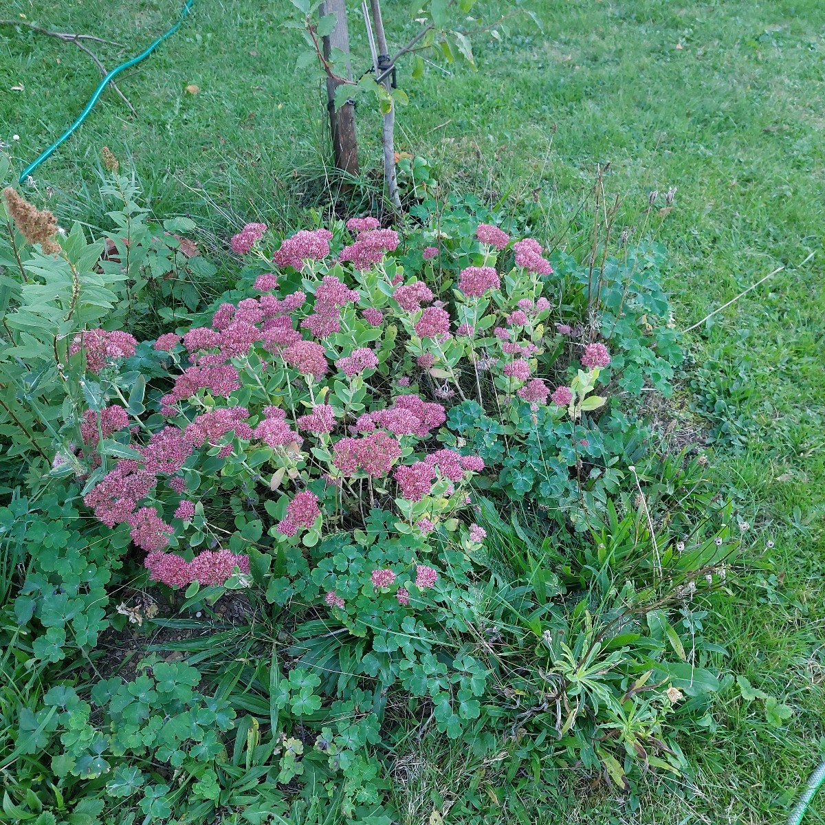 Garten am Dienstag nach der Arbeit. 
Die Sonnenhüte blühen die zweite Runde, nachdem die erste verdorrt ist.
Die Cosmee…